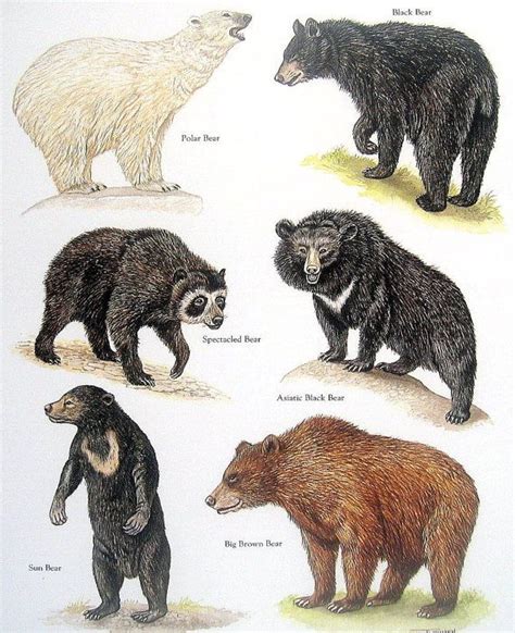 Bear Print - Polar Bear, Black Bear, Sun Bear, Big Brown Bear, etc. - Vintage 1984 Animal Book ...