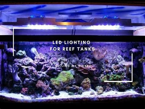 The Best LED Lighting for Reef Tanks in 2023 with Buying Guide