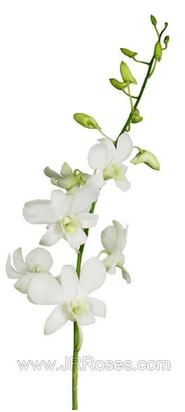 White Dendrobium Orchid buy bulk flowers- JR Roses