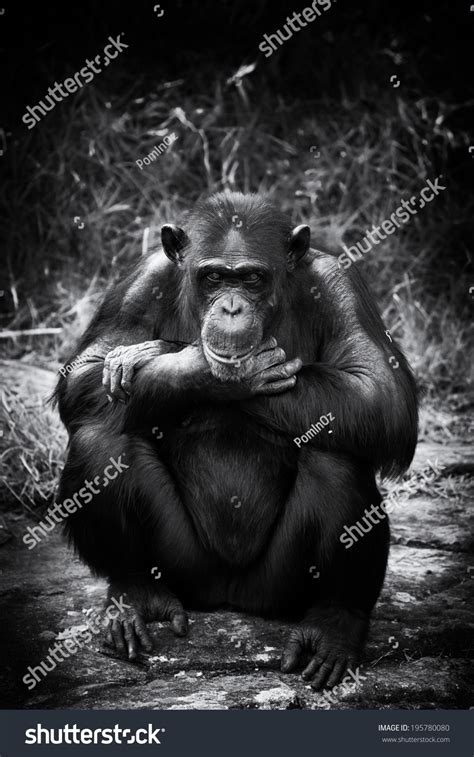 796 Chimpanzee body Images, Stock Photos & Vectors | Shutterstock