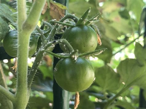 [Southern California] Are these white aphids on my cherry tomato plants? : r/whatsthisbug