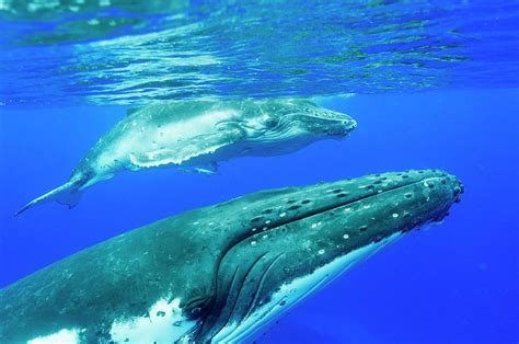 Humpback Whale Mother And Calf #8 Photograph by Christopher Swann/science Photo Library - Fine ...