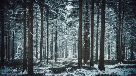 Free photo: Winter forest - Quiet, Outdoor, Park - Free Download - Jooinn