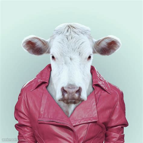 Cow Portrait Photography 1 - Preview