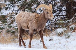 Wildlife of Rocky Mountain National Park | Rocky Mountain National Park