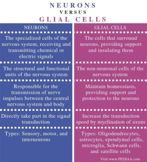 What is the Difference Between Neurons and Glial Cells - Pediaa.Com