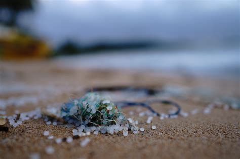 Microplastics: The 'big little problem' plaguing oceans | Coastal Review