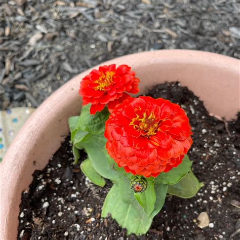 Why Are My Common Zinnia Leaves Curling?