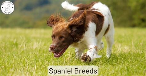 Toy Spaniel Breeds List | Wow Blog