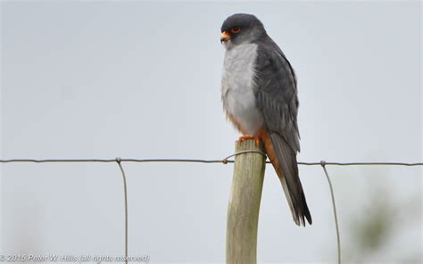 Falcon Amur (Falco amurensis) male - Cape West South Africa - World Bird Photos