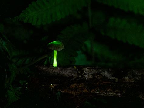 Bioluminescent Mushrooms | Smithsonian Photo Contest | Smithsonian Magazine