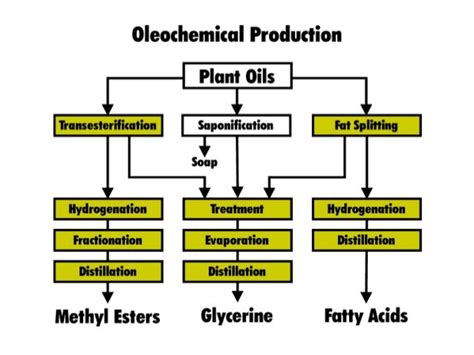 Basic oleochemical and its derivative