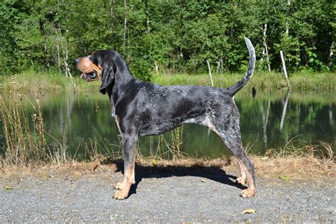 Bluetick Coonhound Dog / Grand Bleu de Gascogne #Hounds #Dogs #Puppy ...