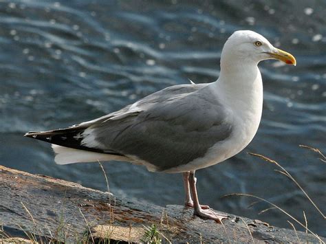 Herring Gull