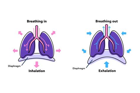 Discover Diaphragmatic Breathing! - Meditopia Blog