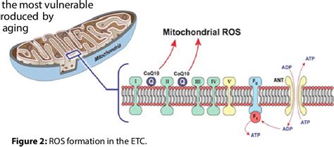 Figure 2 from The Mitochondrial Theory of Aging | Semantic Scholar