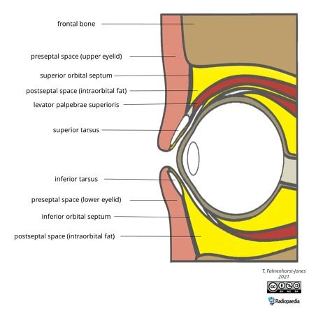 Orbital Septum Anatomy