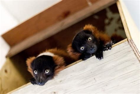 Baby red ruffed lemurs at Paignton Zoo - Boostdigitalmedia.net