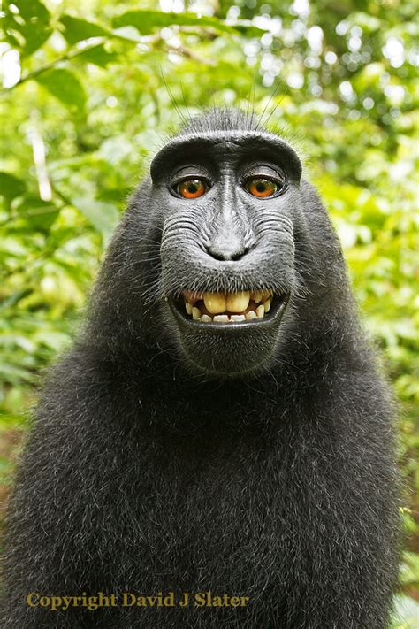 'Monkey Selfie' Photographer David Slater on his Fight with Wikipedia ...