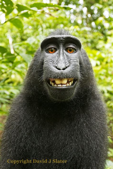 'Monkey Selfie' Photographer David Slater on his Fight with Wikipedia ...