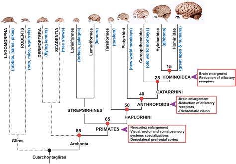 simple primate family tree - Machelle Bradbury