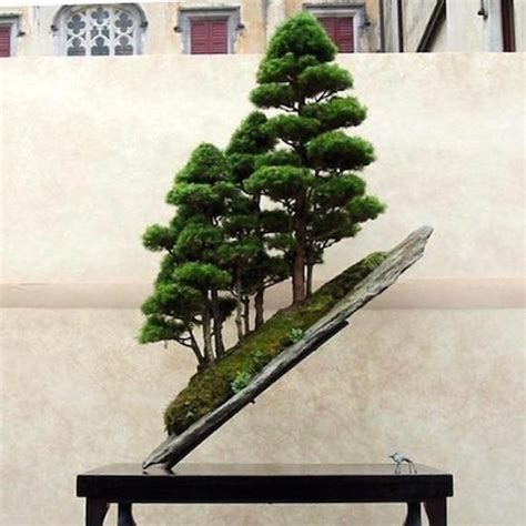 Top 8: Stunning Rock Bonsai trees - Bonsai Empire