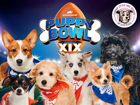 How To Adopt Puppy Bowl Dogs 2024 - Alison Alberta