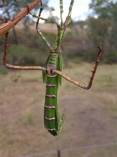 Eurycnema goliath (Goliath Stick-Insect) | Stick insect, Weird insects ...