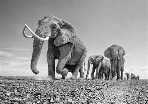 Stunning African Elephant Photography Pays Homage to Majestic Beings