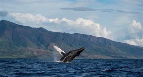 [2023 GUIDE] Best Time for Whale Watching in Maui