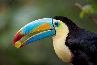 Toucan Facts for Kids | LoveToKnow