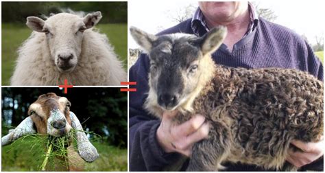 A Goat-Sheep Hybrid Was Born In Ireland, and it's Called a "Geep" | First We Feast