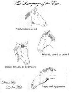 horse ear behavior - Google Search Natural Horsemanship, Horse Crazy, Horse Lessons, Riding ...