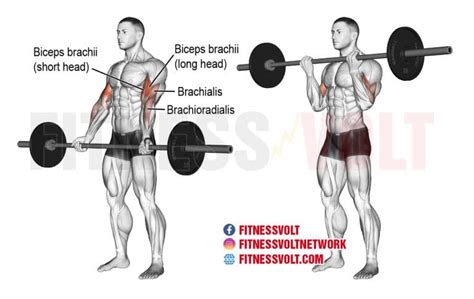 Barbell Curl: How To, Benefits, Muscles Worked, and Variations ...