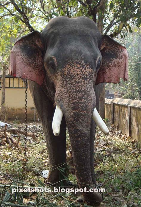 Named Temple Elephants of Kerala/India:Elephant Facts and photos|PixelShots:Kerala Travel & Nature