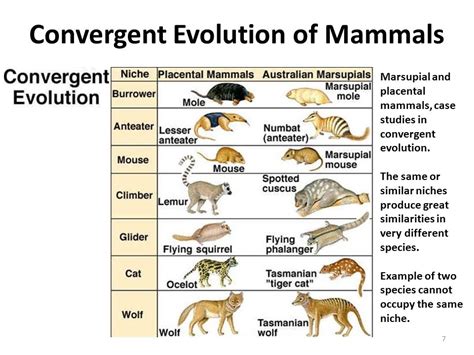 Convergent Evolution | Introduction & Examples