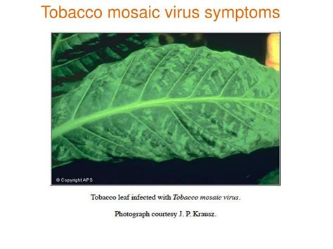 PPT - Tobacco mosaic virus PowerPoint Presentation - ID:5417548