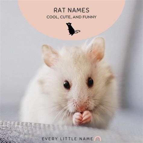 220+ Best Rat Names (Cool, Cute, and Funny) - Every Little Name