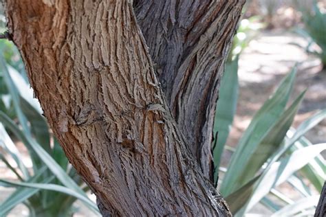 Mesquite hybrids - Sunnylands Art Garden