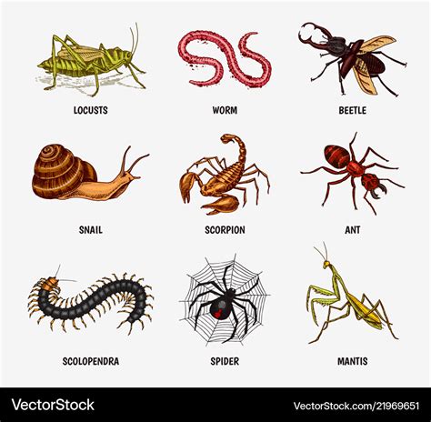 Big set of insects vintage pets in house bugs Vector Image