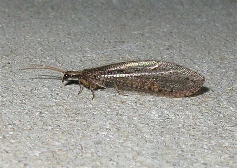 Esperance Fauna: Brown Lacewings - Hemerobiidae