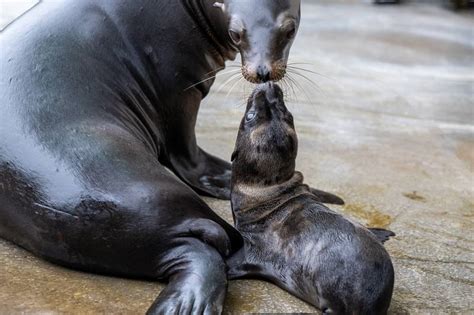 California sea lion announced as latest addition to Pittsburgh Zoo baby boom – WPXI