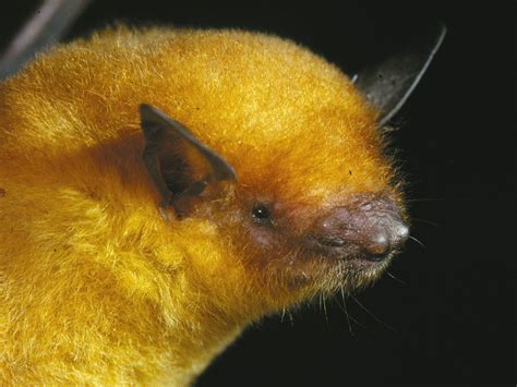 Golden bat in Bolivia classified as a new species | The Independent