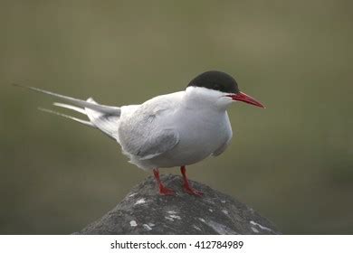 605 Arctic Tern Migration Images, Stock Photos & Vectors | Shutterstock