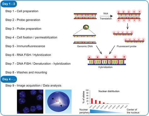 Frontiers | Single-cell detection of primary transcripts, their genomic loci and nuclear factors ...