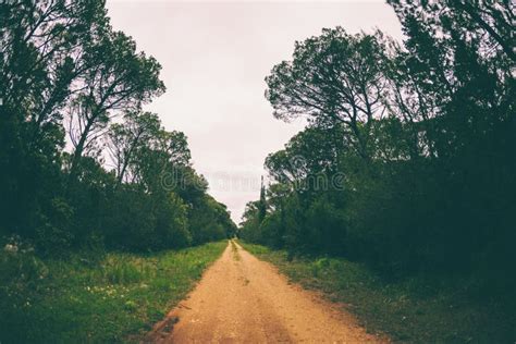 Dirt road in the forest stock photo. Image of leaf, dawn - 155807232