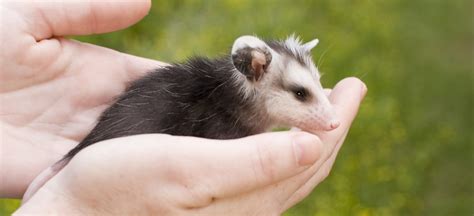 Opossums - Wildlife Welfare