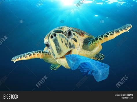 Plastic Pollution Image & Photo (Free Trial) | Bigstock