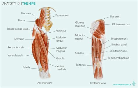 Anatomy 101 - The hips — YOGARU