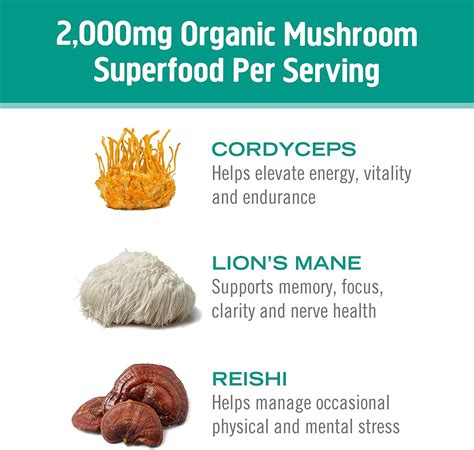 Om Mushroom Superfood Fit Blend - Cordyceps & Reishi Powder Supplement ...